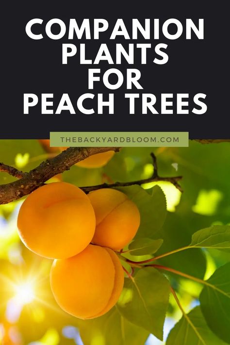 Companion Planting for Peach Trees - The Backyard Bloom Alberta Peach Tree, Peach Tree Guild Plans, Companion Plants For Peach Trees, Companion Planting Fruit Trees, Flowering Peach Tree, Companion Plants For Fruit Trees, Apricot Tree Companion Plants, Peach Tree Companion Plants, Planting Peach Trees