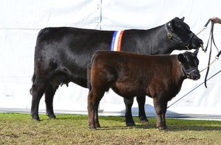 Picture Lowline Angus, Sinus Blockage, Raising Livestock, Dream Ranch, Artificial Insemination, Easter Show, Princess Fiona, Liquorice Allsorts, Neck And Back Pain