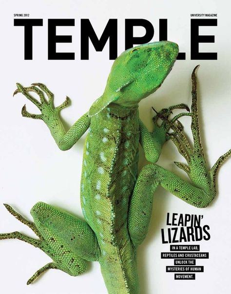 Wildlife Magazine Cover, Animal Magazine Layout, University Magazine, Animal Magazines, Temple University, Cool Magazine, Magazine Cover Design, Publication Design, Graphic Design Advertising