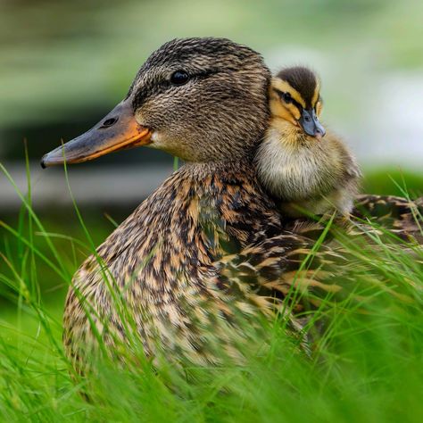 Ducks Photography, Pet Duck, Wild Animals Photography, Bird Identification, Cute Ducklings, What A Beautiful World, Kinds Of Birds, Miniature Animals, Farm Yard