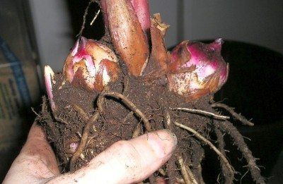 Wintering Canna Bulbs: How To Store Canna Bulbs Canna Lily Care, Canna Lillies, Canna Bulbs, Canna Flower, Canna Lilies, Lily Care, Winter Veggies, Canna Lily, Lily Bulbs