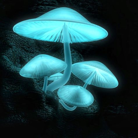 Luminescent mushrooms Mushroom Culture, Mushroom People, Glowing Mushrooms, Mushroom Plant, Mushroom Pictures, Dreamy Aesthetic, Arte Peculiar, Mushroom Drawing, Slime Mould