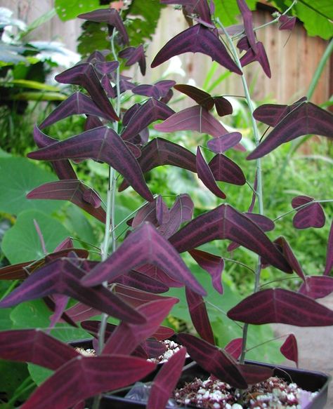 Christia vespertilionis - Red Butterfly Wing Oxalis Triangularis, Wing Butterfly, Endangered Plants, Butterfly Plants, Butterfly Bush, Red Butterfly, Unusual Plants, Unusual Flowers, Butterfly Wing