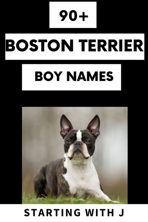 Are you thinking about getting a little baby boy? Or has your baby boy arrived and you're scrambling for the perfect name? No worries! We have come up with the perfect list of names all starting with the letter J! #bostonterriersociety #bostonterrier #bostondogs #dognames #doglove Baby Boston Terriers, Boston Terrier Names, Puppy Development, List Of Names, John Boy, Boston Terrier Puppy, Purebred Dogs, Terrier Puppy, Dog Blog