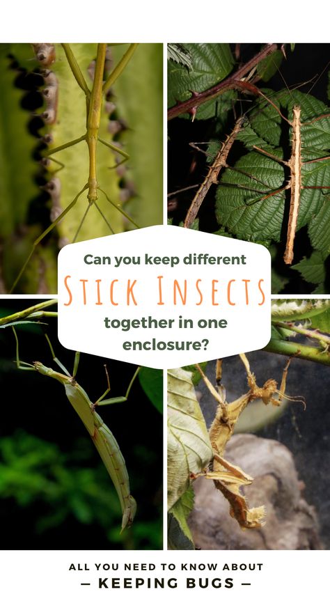 Can you keep different stick insect species together in one enclosure? Praying Mantis Pet Habitat, Stick Insect Enclosure, Stick Insects, Leaf Insect, Stick Bug, Insect Species, Stick Insect, Different Species, Praying Mantis