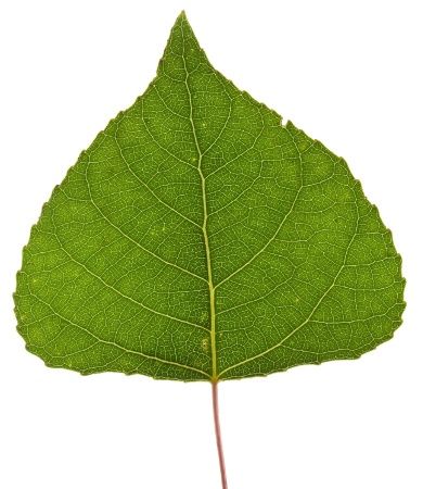 Poplar Tree Identification Tulip Poplar Tree, Cottonwood Leaf, Tree Id, Poplar Tree, Tree Identification, Tree Study, Fast Growing Trees, Tree Care, Photo Tree