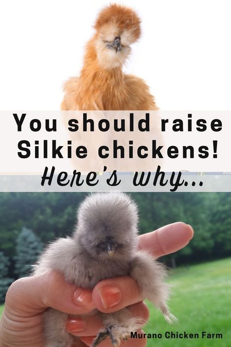 Cute, fluffy silkie chickens Silkies Chickens Coop, Silkie Roosting Bar, Raising Silkie Chickens, Friendliest Chicken Breeds, Silke Chicken, Silkie Chicken Tattoo, Silkie Chickens Baby, Chicken Animal Cute, Silkies Chickens