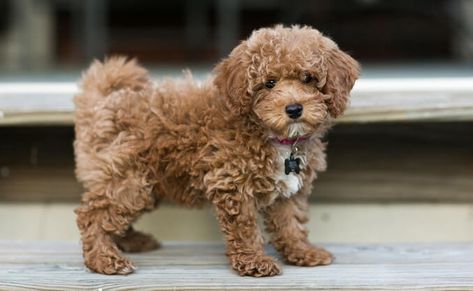 Bichon Poodle: Why You Should Own This Curly-Haired Teddy – All Things Dogs Poochon Dog, Poodle Cross Breeds, Bichon Poodle Mix, Bichon Poodle, Teacup Poodle Puppies, Bichon Dog, Poodle Puppy Standard, Maltese Poodle, Poodle Mix