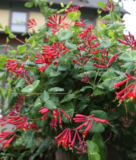 Trumpet Honeysuckle Trumpet Honeysuckle, Honeysuckle Vine, Trumpet Vine, Garden Vines, Grasses Landscaping, Ivy Plants, Hummingbird Garden, Garden Shrubs, Garden Kits