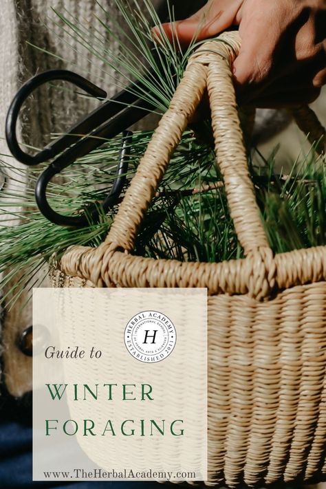 Winter Foraging, Caravan Inspiration, Foraging Guide, Stocked Pantry, Pine Needle Tea, Food Foraging, Herbal Academy, Wild Foraging, Wild Food Foraging