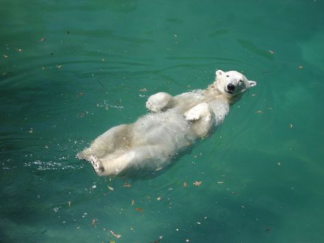 Bear Swimming, Animals Inspiration, Cute Polar Bear, Image Nature, Bear Pictures, Favorite Animal, Animal Photos, Bear Cubs, Bear Art