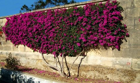 Tags: Bougainvillea (2), espalier (2), how to become a Master Gardener (1), Napa Master Gardeners (93) Bougainvillea Trellis, Green Wall Garden, Bougainvillea Tree, Ficus Pumila, Wall Trellis, Evergreen Vines, Vertical Gardens, Master Gardener, Bonsai Plants