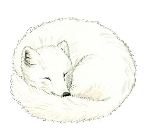 Illustrated sleeping Arctic fox Arctic Animals Illustration, Artic Fox Drawings, Arctic Fox Illustration, Arctic Drawing, Arctic Fox Tattoo, Fox Drawing Simple, Sleeping Fox Drawing, Arctic Fox Drawing, Fox Line Art