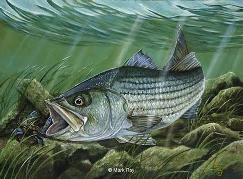 Striped Bass Striper Fish, Trout Tattoo, Adventure Artwork, Speckled Trout, Trout Art, Fruit Art Drawings, Dinosaur Sketch, Fish Artwork, Fishing Photography