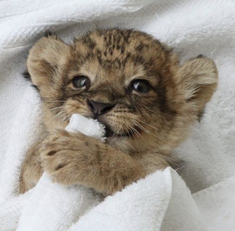 Baby Tigers, Baby Cheetahs, Cute Lion, Lion Cub, Baby Lion, Pretty Animals, Cute Wild Animals, Cute Animal Photos, Cute Animal Pictures