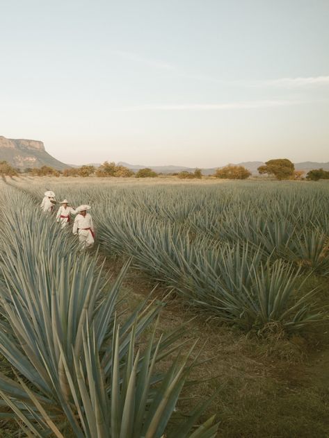 Tequila! AtEdge Microview 65 :: Cover by Andy Anderson – AtEdge Blogs Surfer Branding, Bw Quotes, Mexican Nature, Agave Field, Mexican Aesthetic, Andy Anderson, Mexico Nature, 7 Sisters, Black And White Photo Wall