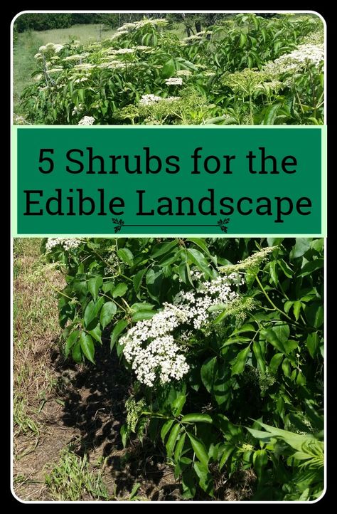 Berry Bushes Landscaping, Chokeberry Bush, Blueberry Fertilizer, Fruit Garden Design, How To Grow Gooseberries, Gooseberry Bush, Elderberry Bush, Shrubs For Landscaping, Plains Landscape