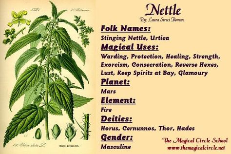 Magical Properties Of - Nettle Nettle Magical Properties, Magical Circle, Herbal Witch, Magickal Herbs, Witch Herbs, Plant Magic, Magic Herbs, Magical Herbs, Herbal Magic