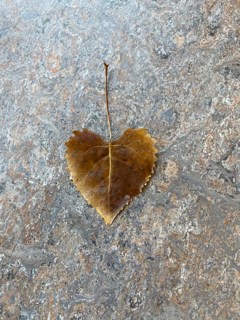 Random Heart Shaped Things, Things Shaped Like Hearts, Heart Shaped Things, Natural Hearts, Idaho State University, Heart Shaped Leaf, Black Roses Wallpaper, Heart In Nature, Heart Leaf