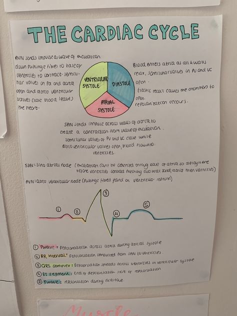 A level biology revsion cardiaf cycle #study #school #alevels #biology Cardiac Cycle Study Notes, Health And Social Care Revision Level 3, Cardiac Cycle Notes, A Level Biology Notes, Revision Inspiration, Alevel Biology, A Level Biology Revision, Writing A Thesis, Essay Generator