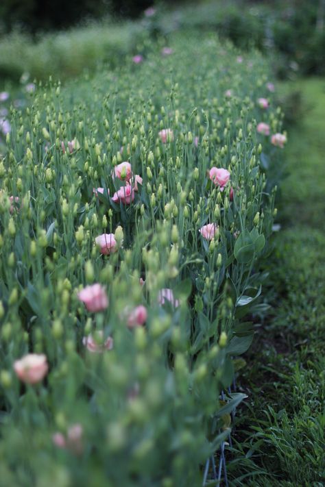 Floret Flower Farm, Lisianthus Plant, Backyard Flower Farm, Flower Farm Aesthetic, Flower Farm Layout, Cut Flower Garden Ideas, Lisianthus Flower, Garden Design Diy, Rose Like Flowers