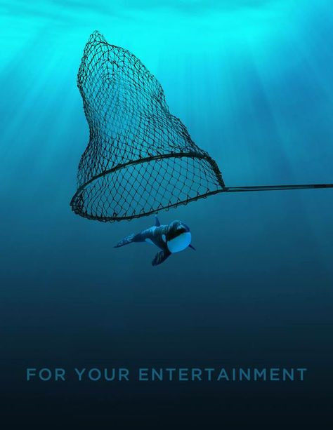 Boycott SeaWorld. Whale captivity. Animal rights. Blackfish. Dolphin Show, Free Willy, Save The Whales, Animal Activism, Stop Animal Cruelty, Orca Whales, A Whale, Marine Mammals, Go Vegan