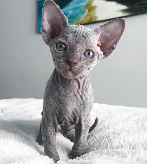 While most cats are well within their rights to start hissing and caterwauling if you so much as suggest that you might want to give them a weekly bath, hairless cats have to be bathed as part of their grooming routine. Hairless Kitten, Cute Hairless Cat, Sphinx Cat, Cartoon Dragon, Cat Breeder, Devon Rex, Hairless Cat, Sphynx Cat, Cat Facts