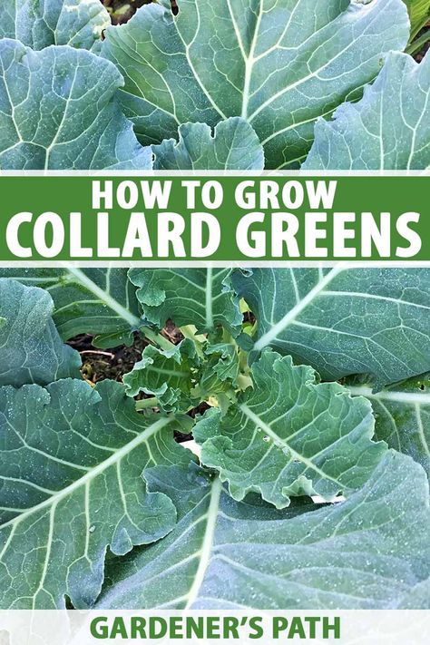 Collard Greens Plant, How To Grow Collard Greens, Planting Collard Greens, Growing Collard Greens, Grow Collard Greens, Collard Plant, Glam Garden, Fall Crops, Cabbage Worms