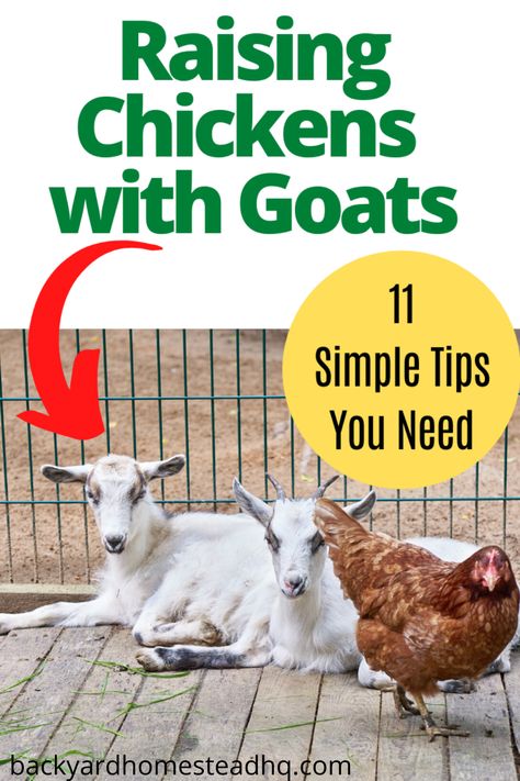 Chickens and goats can live together with proper preparation and plans to integrate them safely. Issues to address include housing, pasture sharing vs rotating, feed, dung, and general safety of all animals. Here are 11+ tips to make keeping chickens and goats together doable. #goats #chickens #homesteading Chicken Coop And Goat Pen, Chicken And Goat Pen Ideas, Owning Goats For Beginners, Backyard Goat Pen, Goat And Chicken Pen, Chicken And Goat House, Chicken Coop And Goat House Combo, Chickens And Goats Together, Chicken And Goat Pen