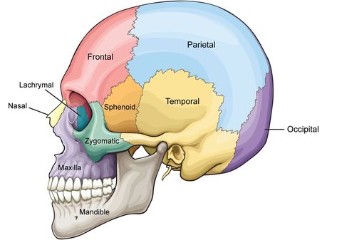 Parts Of The Skull Anatomy, Skull Medical Illustration, Skull Notes Anatomy, Skull Parts Anatomy, Anatomy Of The Skull, Anatomy Skull Labeling, Anatomy Of Skull, Occipital Bone Anatomy, Frontal Bone Anatomy