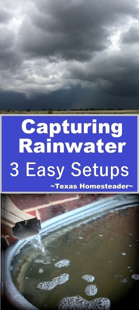 We use rainwater for 100% of our  household water irrigation needs. Come see the 3 simple setups we use here on the Homestead. #TexasHomesteader Texas Homestead, Rain Catchment System, Homesteading Inspiration, When To Give Up, Water Catchment, Texas Garden, Water Irrigation, Homestead Ideas, Water Trough