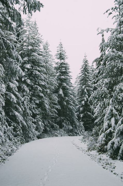 Romanticize Winter, Pine Trees Forest, Dark Christmas, Fir Trees, Evergreen Forest, Winter Wallpaper, Winter Scenery, Winter Beauty, Walk In The Woods