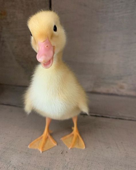 Duck Pictures, Pet Ducks, Cute Ducklings, Baby Animals Pictures, Baby Ducks, Cute Animals Images, Yellow Duck, Cute Animal Photos, Photo Design