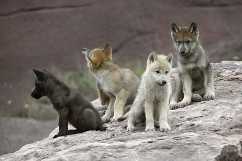 Wolf Puppy Art, Puppy Blue Eyes, Howl Wolf, Wolf Puppies, Aesthetic Wolf, Sleeping Wolf, Wolf Aesthetic, Wolf Pups, Wolf Puppy