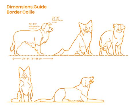 Border Collie Line Drawing, Border Collie Line Art, Border Collie Tattoo Outline, Border Collie Outline, Cardboard Horses, Border Collie Tattoo, Corgi German Shepherd, Brown Border Collie, Dog Drawing Tutorial