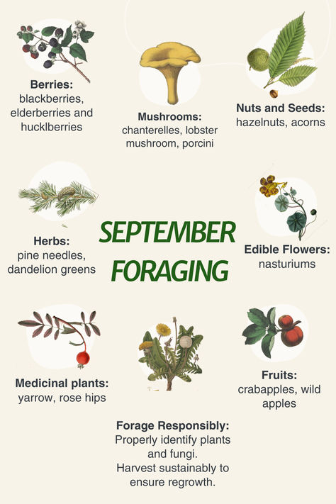 Infographic of September foraging ideas with a link to a blog post with more info. Pacific Northwest Mushrooms, Fall Foraging Midwest, Foraging Aesthetic, Herb Facts, Nature Mystic, Foraging Tips, Foraging For Beginners, Winter Foraging, Homeopathic Recipes