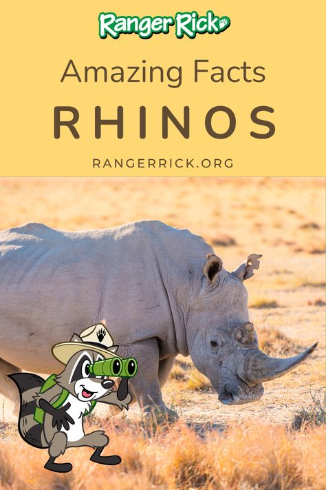 Calling all young animal enthusiasts! Dive into the incredible world of rhinos with our engaging article filled with fun facts and stunning photos. Learn about the different species of rhinos, their habitats, and discover what makes them so unique. Get ready for an adventure with amazing animal photos, videos, and fascinating facts! Explore and join the excitement Rhino Facts, Most Dangerous Animals, Cool Sharks, Fun Facts About Animals, Dangerous Animals, Young Animal, Facts For Kids, Rare Birds, Rhinos