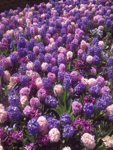 Hyacinths Hyacinths Aesthetic, Hyancith Flower, Hyacinth Aesthetic, Hyacinth Garden, Flower Hyacinth, Hyacinths Garden, Hyacinth Bouquet, Hyacinth Flower, Hyacinth Flowers