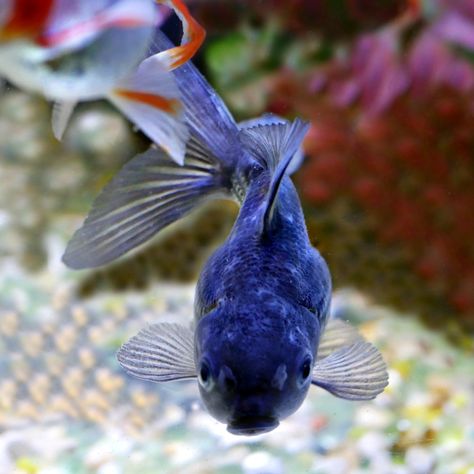 Blue oranda goldfish for sale from Windsor fish hatchery Blue Goldfish, Lionhead Goldfish, Black Ranchu Goldfish, Thai Oranda Goldfish, Ranchu Gold Fish, Fancy Gold Fish, Oranda Goldfish, Goldfish Tank, Fish Hatchery