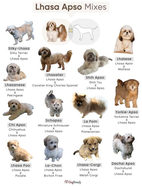 Protective Dogs, Silky Terrier, Lhasa Apso, Lhasa, Welsh Corgi, Bichon Frise, Cavalier King Charles Spaniel, Family Pet, Yorkshire Terrier