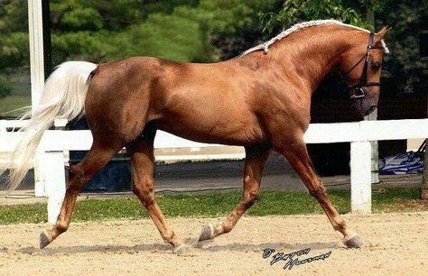 Morab. Gorgeous animal! Palomino Horse, Morgan Horse, Majestic Horse, All The Pretty Horses, Horse Crazy, Sport Horse, Gold Dust, Favorite Animal, Horse Coloring