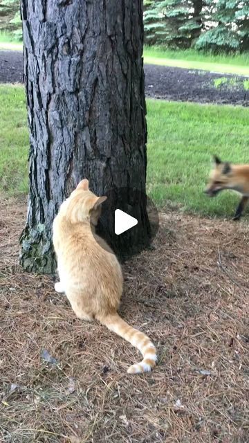 Youtube Tags, Fox Lover, Cat Hiding, Stray Cat, Cute Wild Animals, Funny Cute Cats, Funny Cat Videos, Wild Life, Tag Someone Who