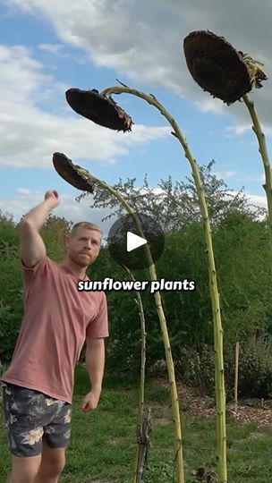 26K views · 13K reactions | Another amazing reel credited to @thekiwigrower 🙌🏻  Head to his page 👆🏻jump into his bio and shout this legend a coffee! 🌻☕️   🌻 Support for Climbing Plants: Sunflower stems can be repurposed as natural supports for climbing plants in your garden. Their tall and sturdy nature makes them ideal for plants like peas, beans, cucumbers, or even vining flowers such as morning glories or sweet peas. Simply insert the sunflower stem near the base of the plant and gently guide the tendrils to climb along it.  🌻Decorative Garden Edging: Sunflower stems can be used to create a unique and rustic garden edging. Cut the sunflower stems into similar lengths and bury them partially along the borders of your garden beds. This will not only provide a natural and organic lo Natural Trellis, Vining Flowers, Planting Sunflowers, Coffee Instagram, Morning Glories, The Sunflower, Sweet Peas, Garden Edging, Climbing Plants