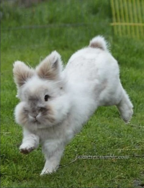 Funny bunny, Lionhead hopping. Frizzell Chickens, Bunny Lionhead, Bunny Cutest, Bunny Hopping, Rabbits Cute, Fluffy Bunnies, Lionhead Bunny, Pet Bunny Rabbits, Cute Bunny Rabbit