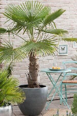 Trachycarpus fortunei | Hayloft Windmill Palm, Tropical Garden Plants, Potted Palms, Plants Uk, Seaside Garden, Tropical Garden Design, Potted Plants Outdoor, Balcony Plants, Tropical Tree