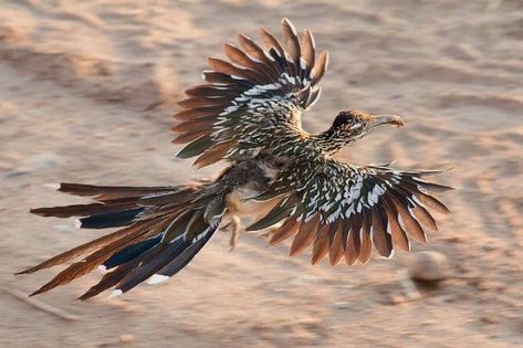 Greater Roadrunner in flight, North Texas Roadrunner Art, Road Runner Bird, Greater Roadrunner, God Ideas, Bird Flying, Desert Animals, Bird Pictures, Exotic Birds, Pretty Birds