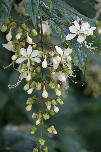 * Nodding Clerodendron, Clerodendrum Wallichii, Finding Neverland, Woodland Flowers, Spring Blossoms, White Garden, White Gardens, Beautiful Blooms, Horticulture