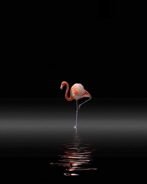 Photography Wildlife, Iphone Lockscreen Wallpaper, Minimalist Photography, Iphone Photography, Animals Of The World, Paint Cans, Painting Supplies, Wildlife Photography, Beautiful Birds