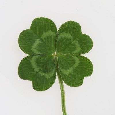 Four Leaf, Leaf Clover, Four Leaf Clover, White Background, White