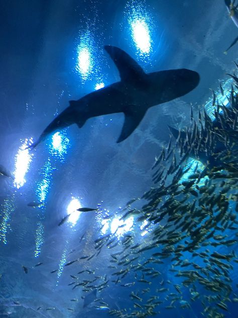 Aquarium Widget, Deep Sea Bedroom, Aquarium Wallpaper, Fish Aquarium Aesthetic, Aquarium Aesthetic Background, Aquarium Aesthetic, Aquarium Backgrounds Wallpapers, Shark Aquarium Wallpaper, Peter Walks On Water